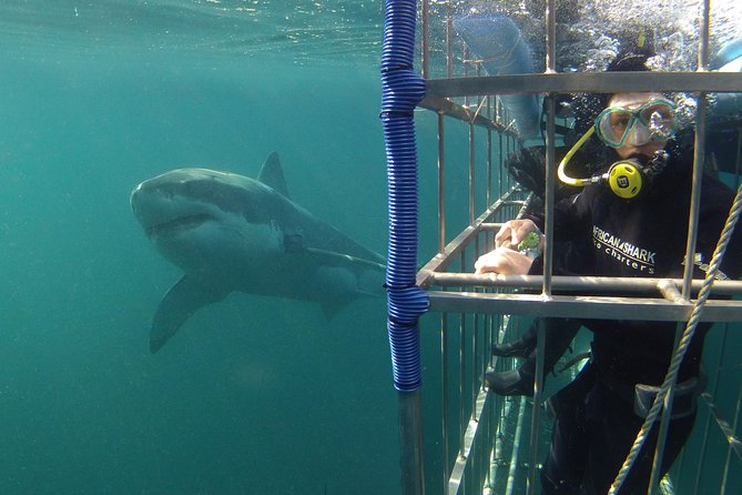 Connect with Nature by Diving into the World of Shark Cage Adventures