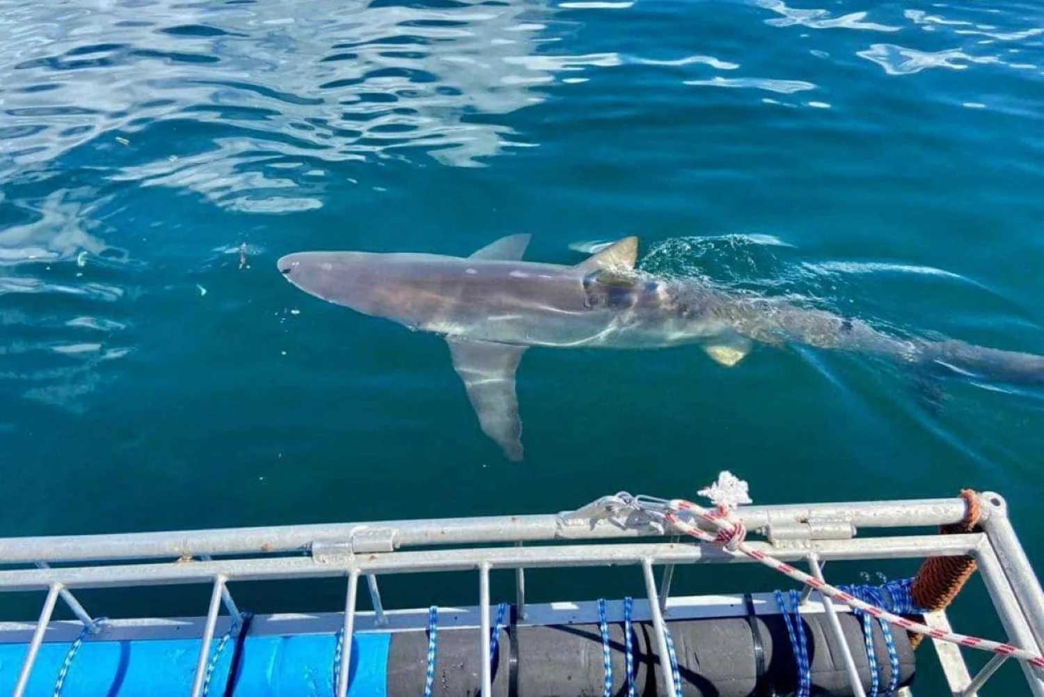 oahu shark cage
